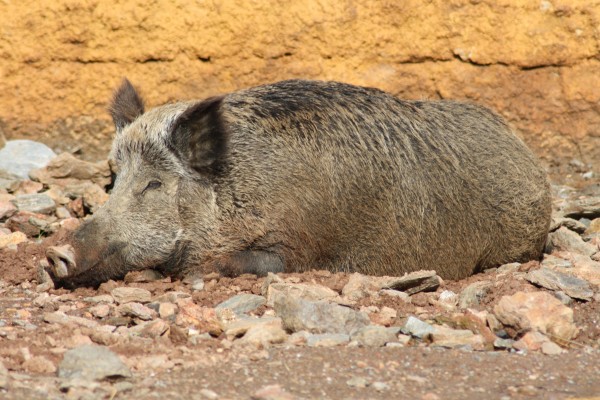 Wild boar